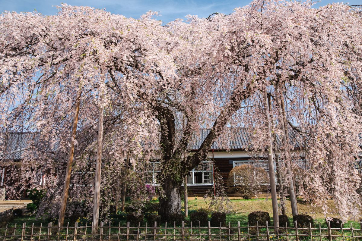 南信州の桜旅　杵原学校